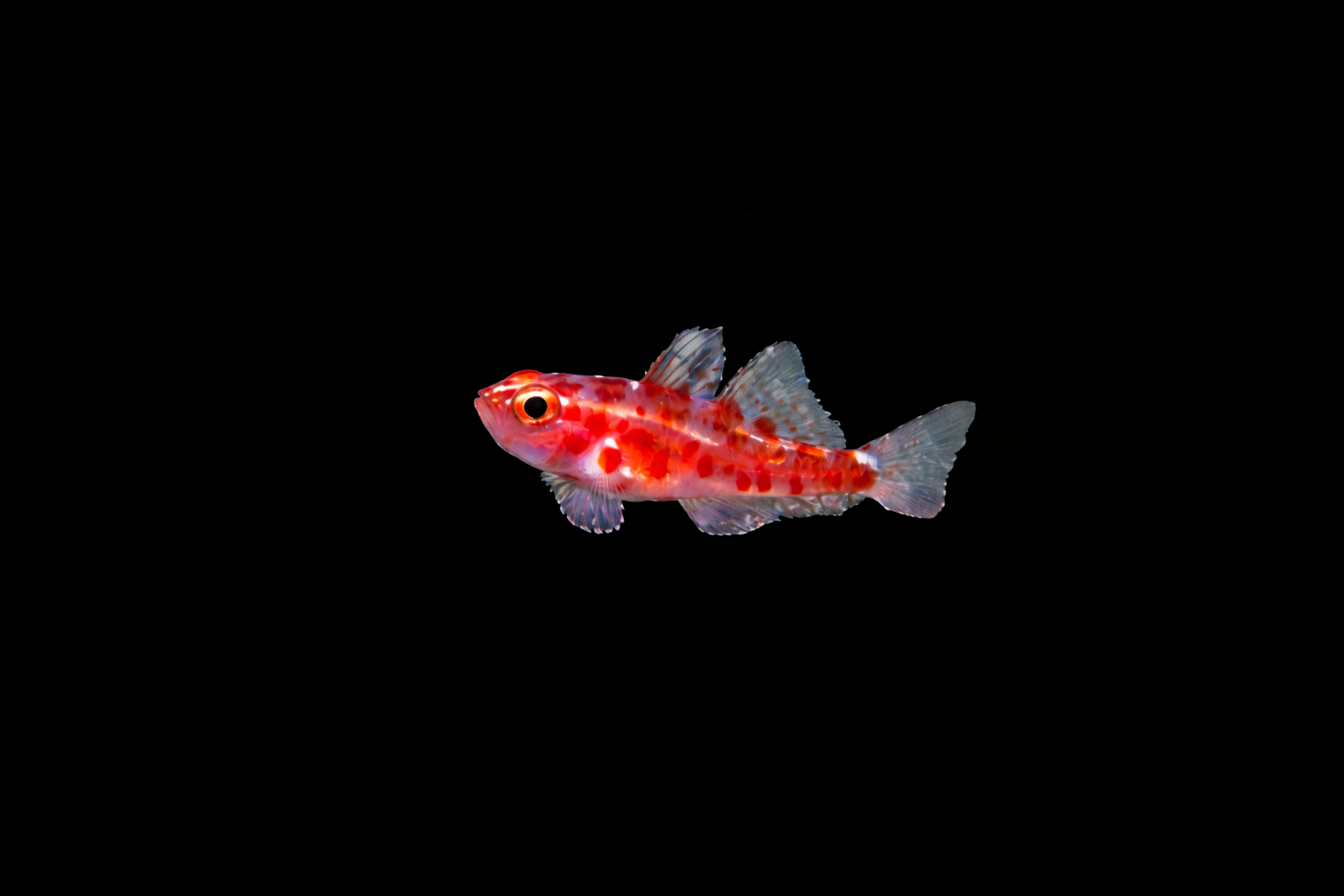 Red Spotted Goby - Concept Aquariums Calgary