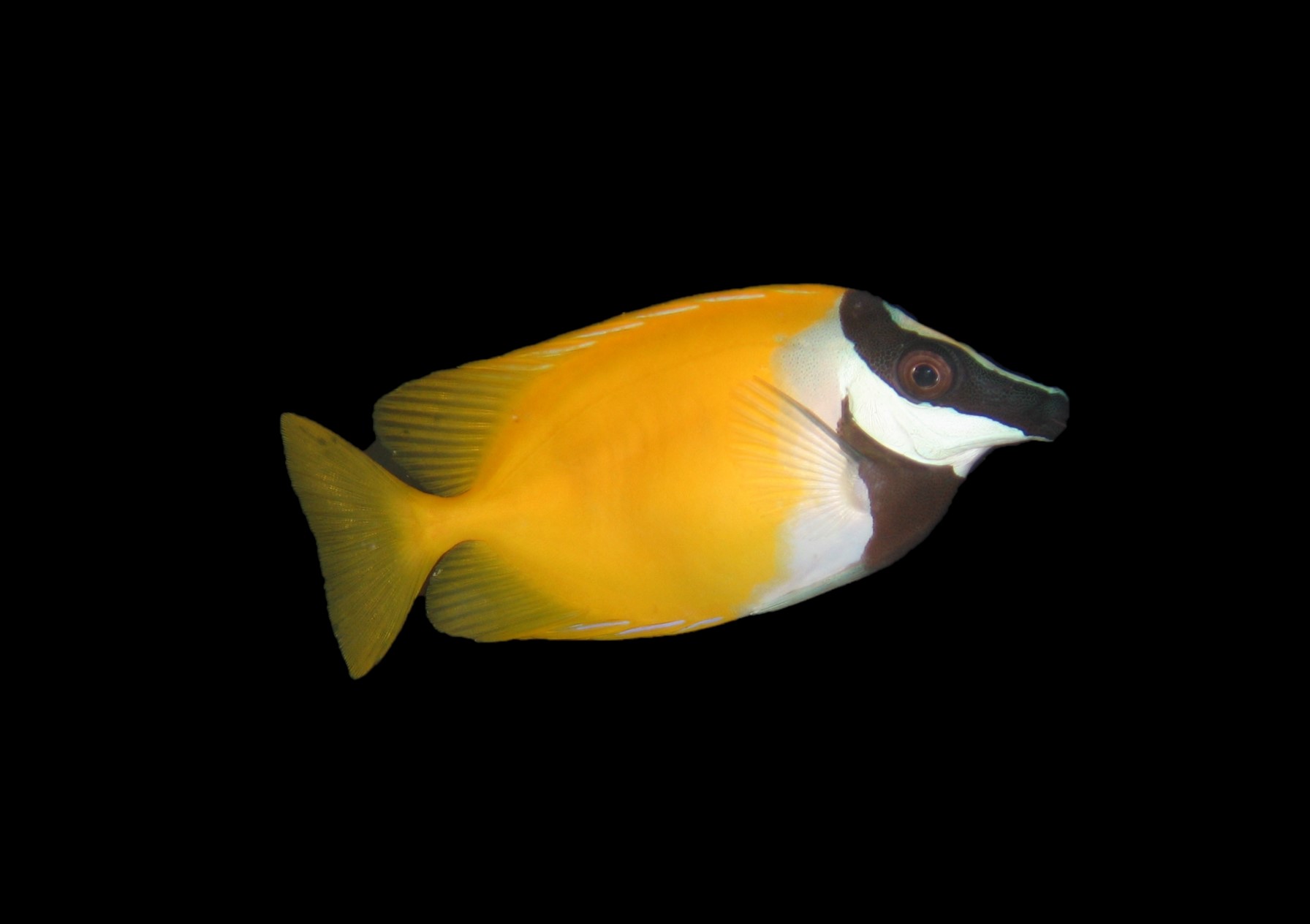 Oxface Rabbitfish Foxface Rabbitfish - Concept Aquariums Calgary