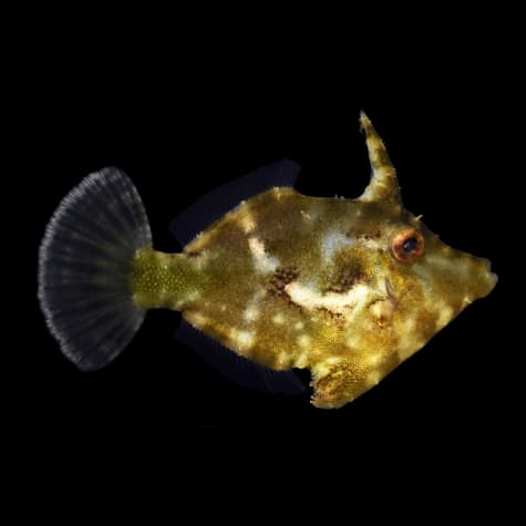 Matte Filefish Matted Filefish - Concept Aquariums Calgary