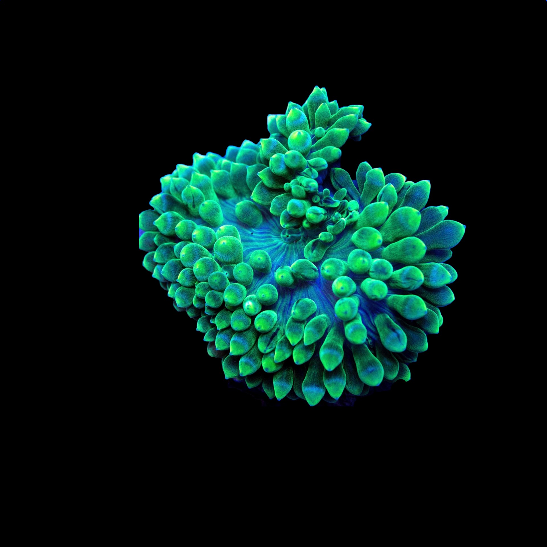 Anemone Aquarium Products - Concept Aquariums Calgary